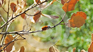 Mylabris quadripunctataÃÂ Escarabajo mieloideo photo